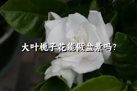 大叶栀子花能做盆景吗？