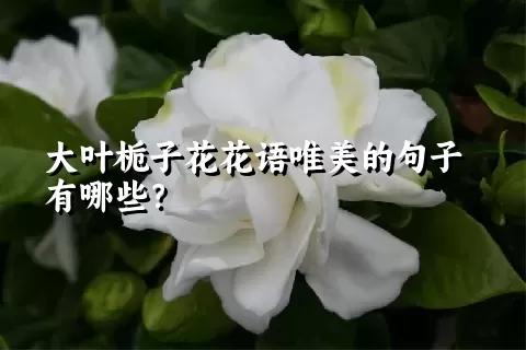 大叶栀子花花语唯美的句子有哪些？