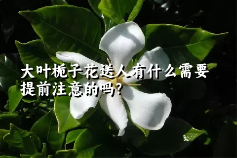 大叶栀子花送人有什么需要提前注意的吗？