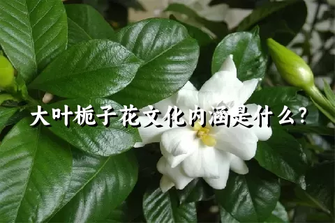 大叶栀子花文化内涵是什么？