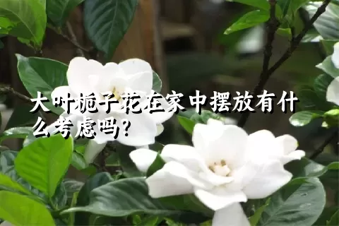 大叶栀子花在家中摆放有什么考虑吗？