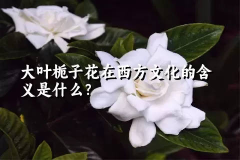 大叶栀子花在西方文化的含义是什么？