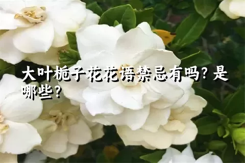 大叶栀子花花语禁忌有吗？是哪些？