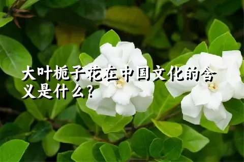 大叶栀子花在中国文化的含义是什么？