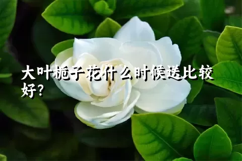 大叶栀子花什么时候送比较好？