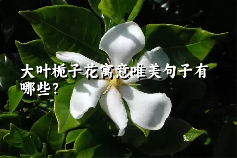 大叶栀子花寓意唯美句子有哪些？