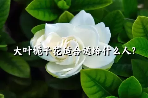 大叶栀子花适合送给什么人？