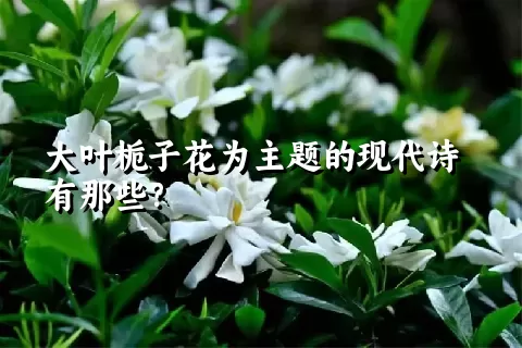 大叶栀子花为主题的现代诗有那些？