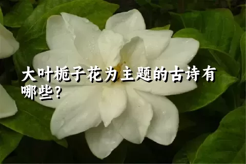 大叶栀子花为主题的古诗有哪些？