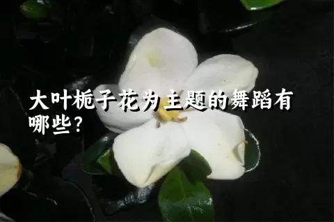 大叶栀子花为主题的舞蹈有哪些？