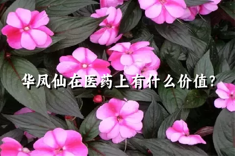 华凤仙在医药上有什么价值？