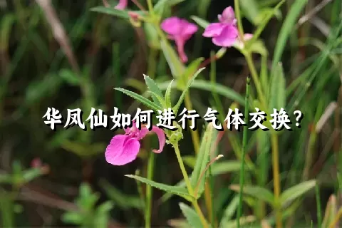 华凤仙如何进行气体交换？