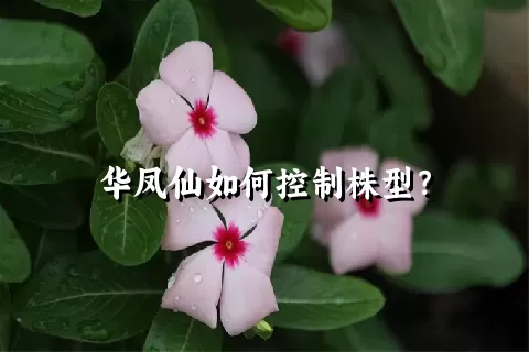 华凤仙如何控制株型？