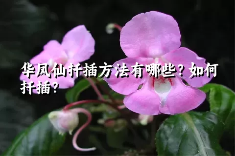 华凤仙扦插方法有哪些？如何扦插？