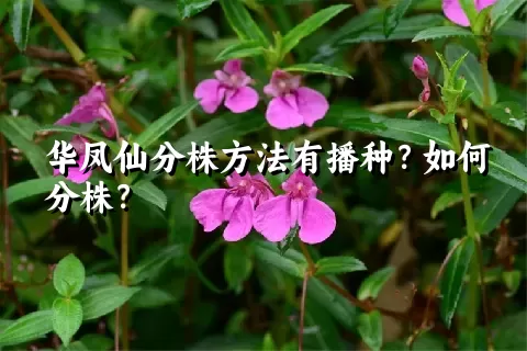 华凤仙分株方法有播种？如何分株？