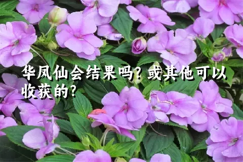 华凤仙会结果吗？或其他可以收获的？