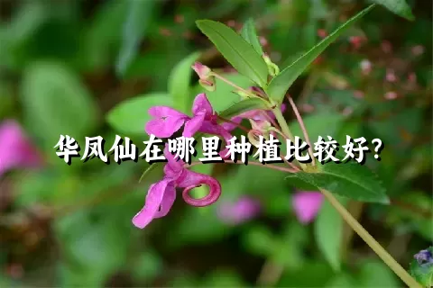 华凤仙在哪里种植比较好？