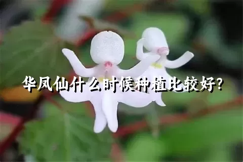 华凤仙什么时候种植比较好？