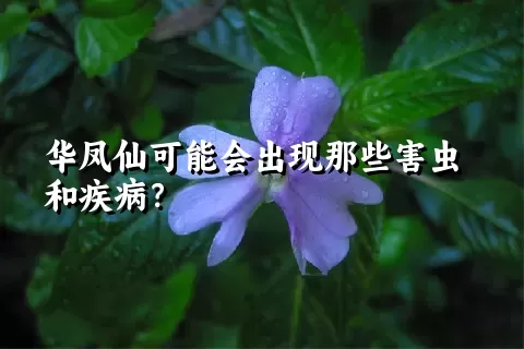 华凤仙可能会出现那些害虫和疾病？