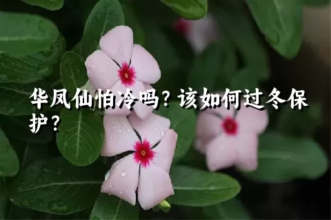 华凤仙怕冷吗？该如何过冬保护？