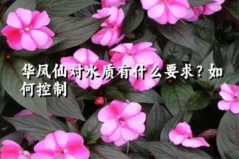 华凤仙对水质有什么要求？如何控制