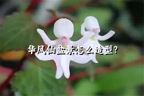 华凤仙盆景怎么造型？