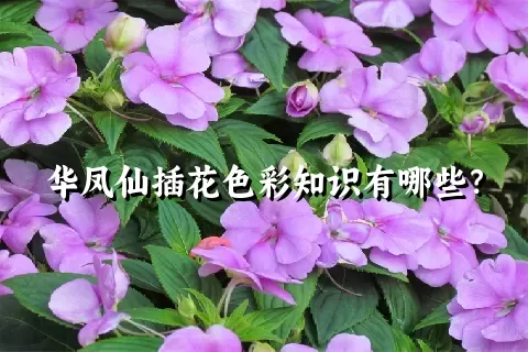 华凤仙插花色彩知识有哪些？