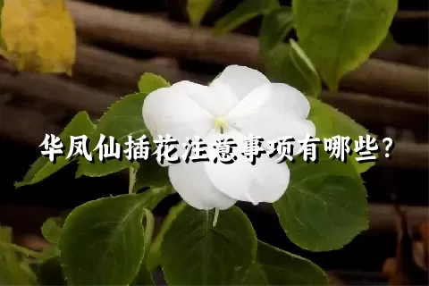 华凤仙插花注意事项有哪些？