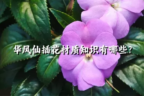 华凤仙插花材质知识有哪些？