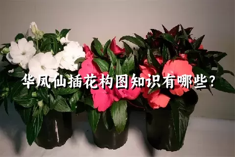 华凤仙插花构图知识有哪些？