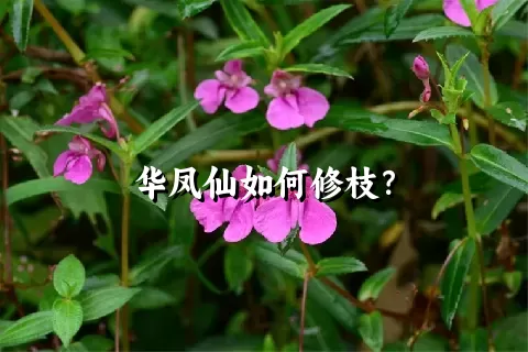 华凤仙如何修枝？