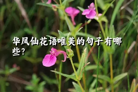 华凤仙花语唯美的句子有哪些？