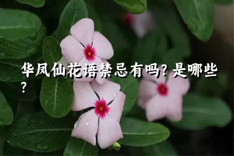 华凤仙花语禁忌有吗？是哪些？