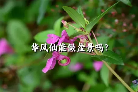 华凤仙能做盆景吗？