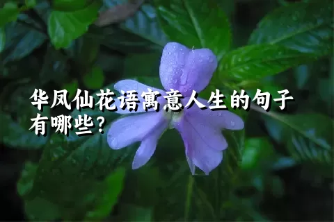 华凤仙花语寓意人生的句子有哪些？