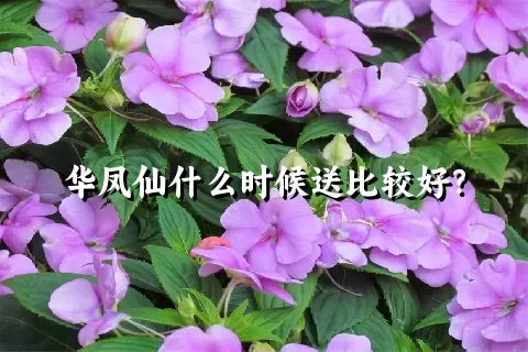 华凤仙什么时候送比较好？