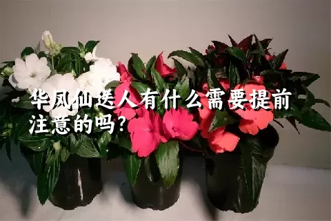 华凤仙送人有什么需要提前注意的吗？