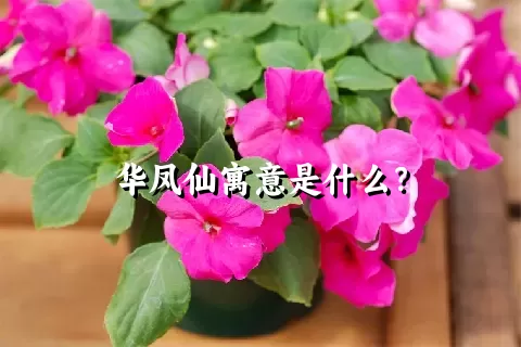 华凤仙寓意是什么？