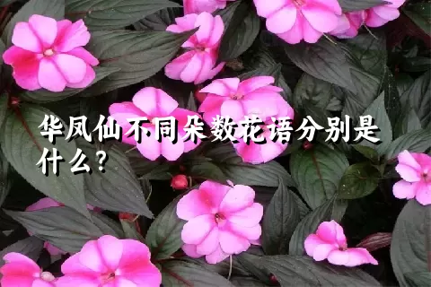 华凤仙不同朵数花语分别是什么？