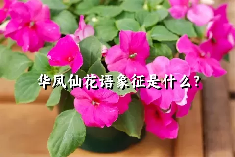 华凤仙花语象征是什么？