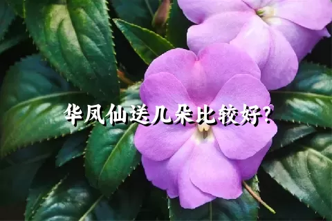 华凤仙送几朵比较好？