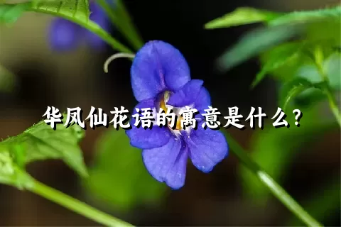 华凤仙花语的寓意是什么？