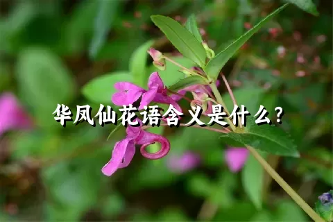 华凤仙花语含义是什么？