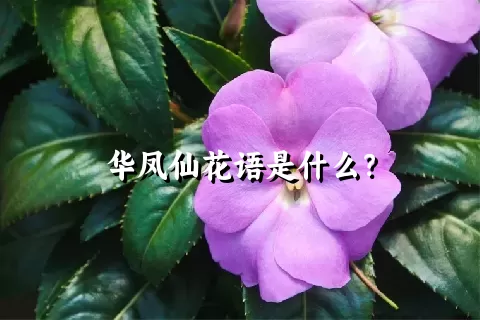 华凤仙花语是什么？