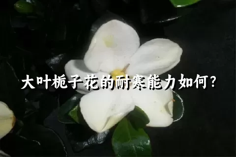 大叶栀子花的耐寒能力如何？