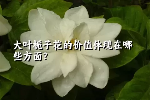 大叶栀子花的价值体现在哪些方面？