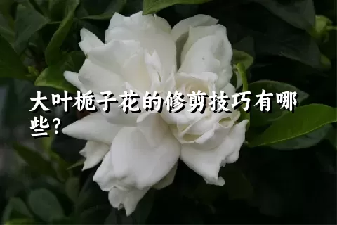 大叶栀子花的修剪技巧有哪些？