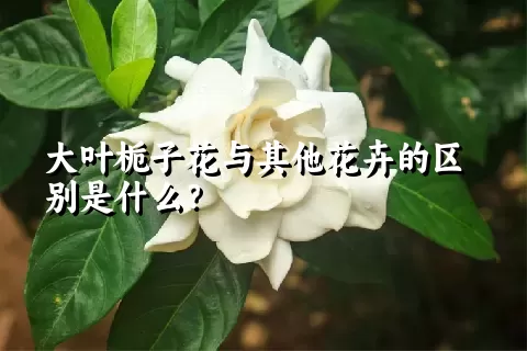 大叶栀子花与其他花卉的区别是什么？