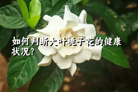 如何判断大叶栀子花的健康状况？