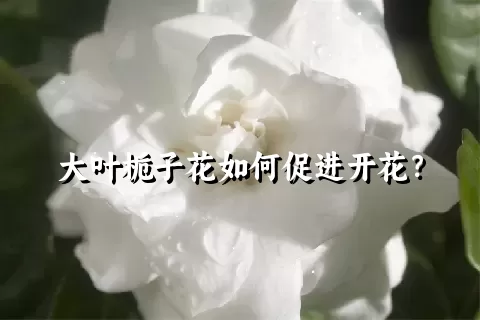 大叶栀子花如何促进开花？